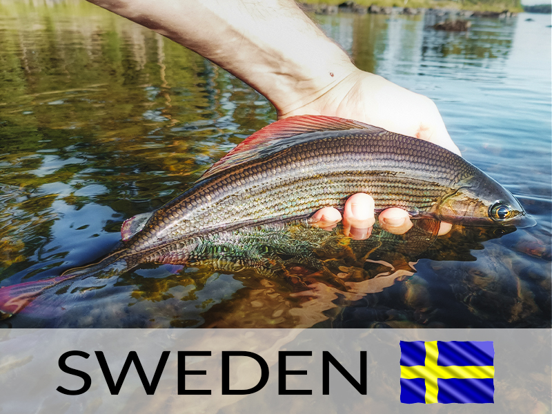 LES OMBRES DU GRAND NORD - La pêche en Suède - entre l\'ombre et la nature