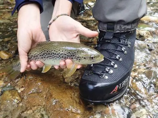 Premiers pas en chaussures andrew - 