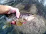 Muddler Sculpin