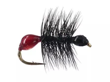 Hard Body Bicoloured Red Black Ant