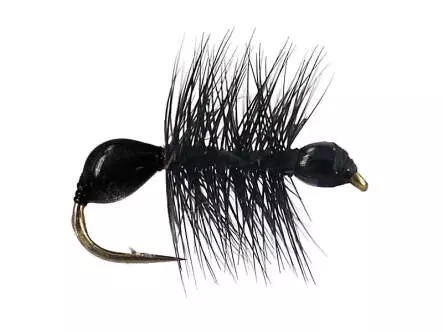 Hard Body Black Ant