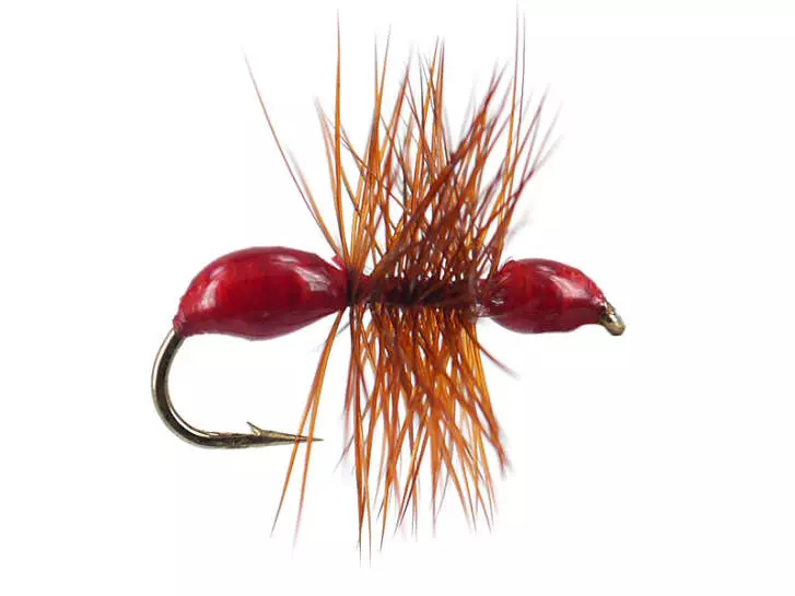 Hard Body Red Ant