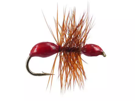 Hard Body Red Ant