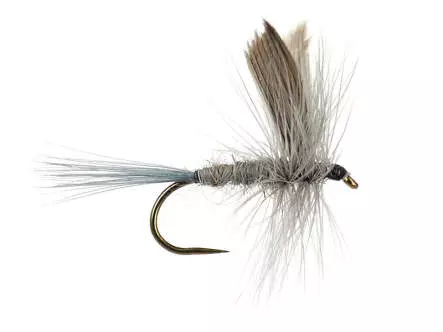 Blue Dun BL 14