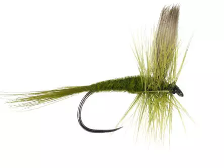 Olive Dun BL 16