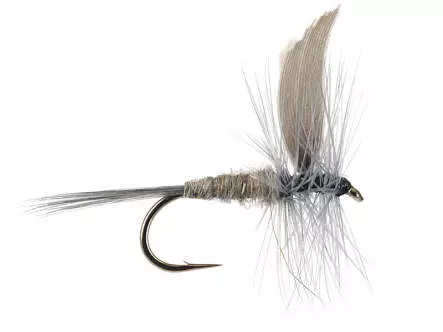 Blue Dun 12