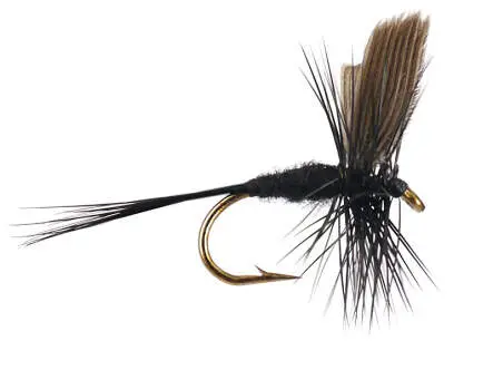 Black Gnat 12