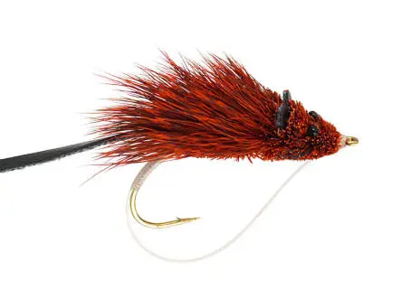 Brown Rat 2