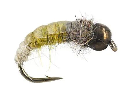 TG Favourite Olive Champ 10