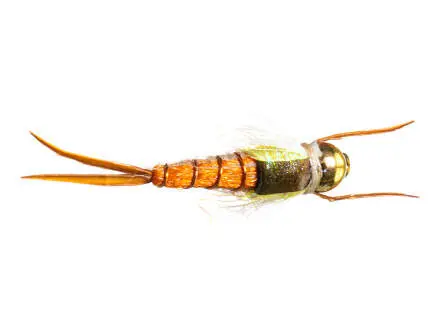 TG Yellow Sally Classic 12
