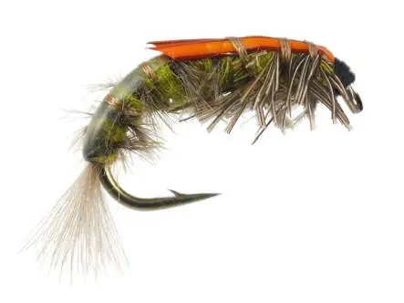 Hydropsyche Larva 10