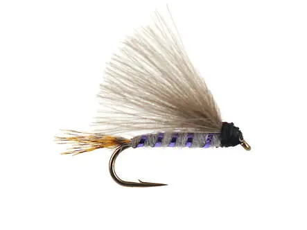 G5 Shining Dun - Purple 16
