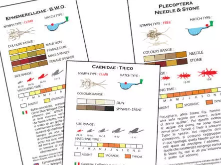 Set mouches Ombre - XXS - 15 mouches