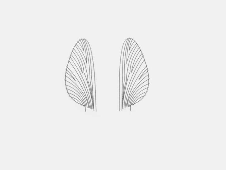 Film plastique pour ailes Mayflies - taille M3
