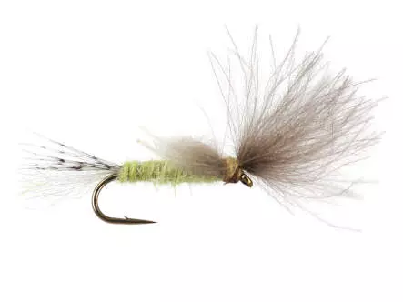 CDC Transition Dun - Pale Olive