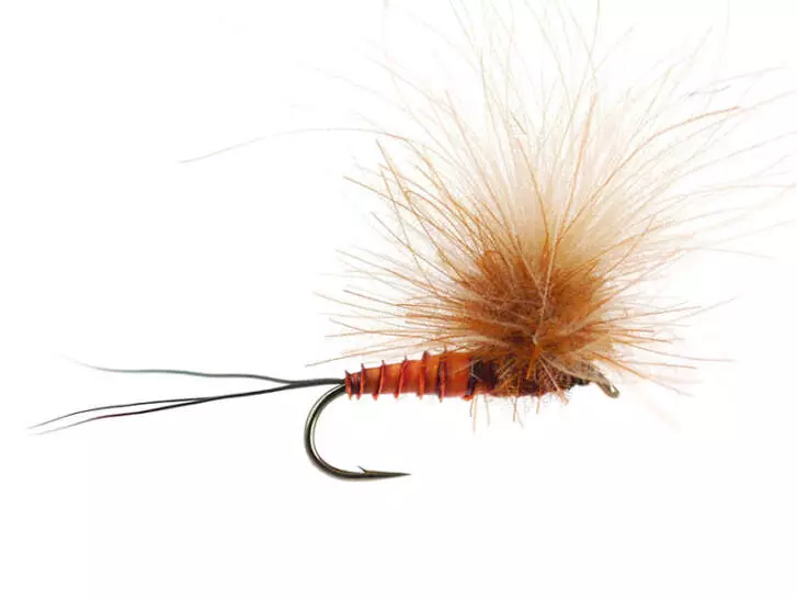 CDC Full Parachute (H. Modesta) - Brown Reddish