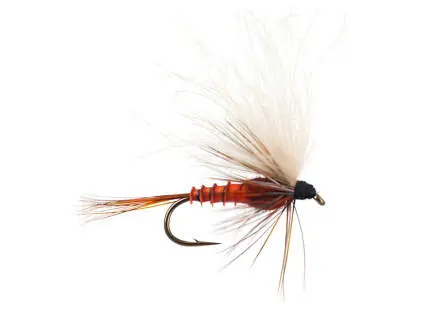 CDC Drift Dun (Olive Upright) - Brown Reddish 14
