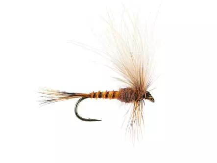 CDC Drift Dun (Olive Upright) - Brown Yellowish 12