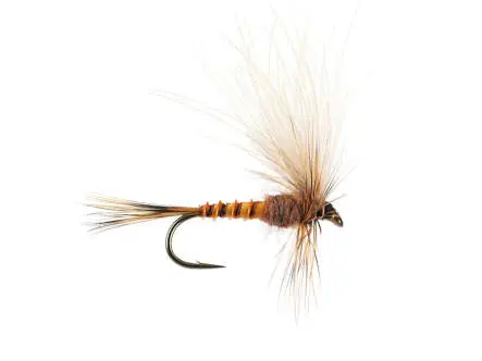 CDC Drift Dun (Olive Upright) - Brown Yellowish 14