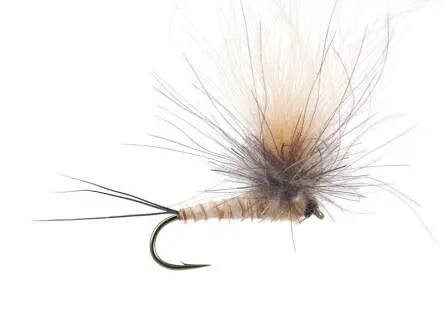 CDC Full Parachute (H. Modesta) - Tan Yellowish 14