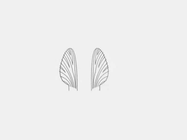 Film plastique pour ailes Mayflies - taille M4