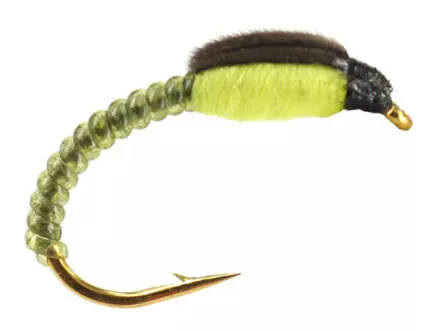 Gambe Corégone THORAX COLLECTION