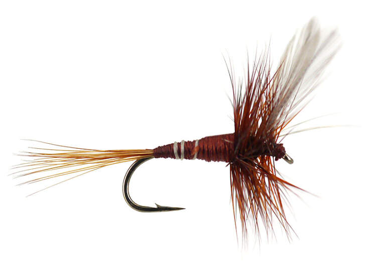 French PL Brown Winged 14