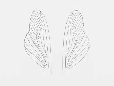 Film plastique pour spents: caddis et stonefly - taille U1