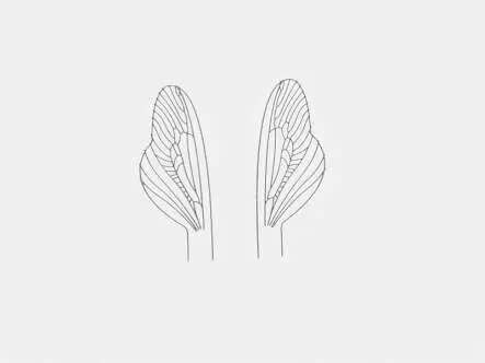 Film plastique pour spents: caddis et stonefly - taille U3