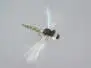 Realistic Foam Dragonfly Grey 8