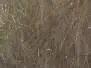 HARE DUBBING PLUS hotfly - 1 g - dark beige