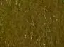 HARE DUBBING PLUS hotfly - 1 g - dark olive