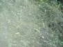 SPECTRA DUBBING hotfly - 1 g - white green