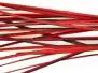 PEACOCK QUILLS HAND STRIPPED hotfly - 25 pc. - red