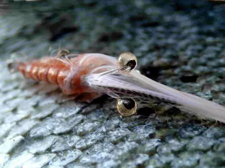 MW Good Year Shrimp Dark