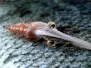 MW Good Year Shrimp Dark