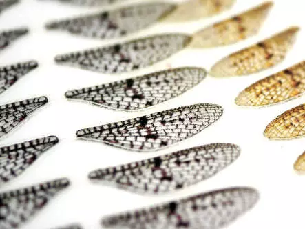 X-TRUE MAYFLY WINGS hotfly - 10 pc.