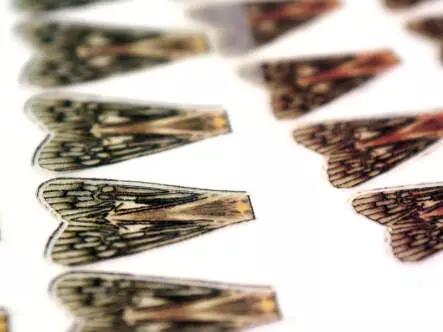 X-TRUE CADDIS WINGS hotfly - 10 pc.