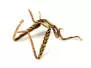 SILIFOAM HOPPER LEGS hotfly - 5 pc. - M - beige