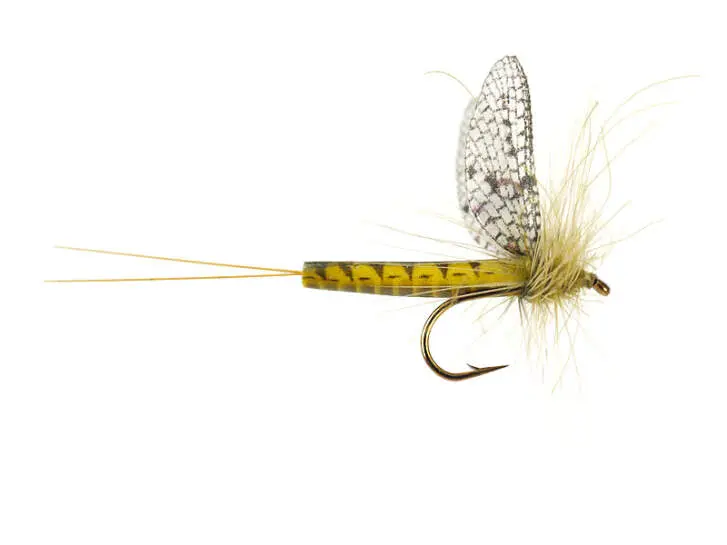 Green Drake 12