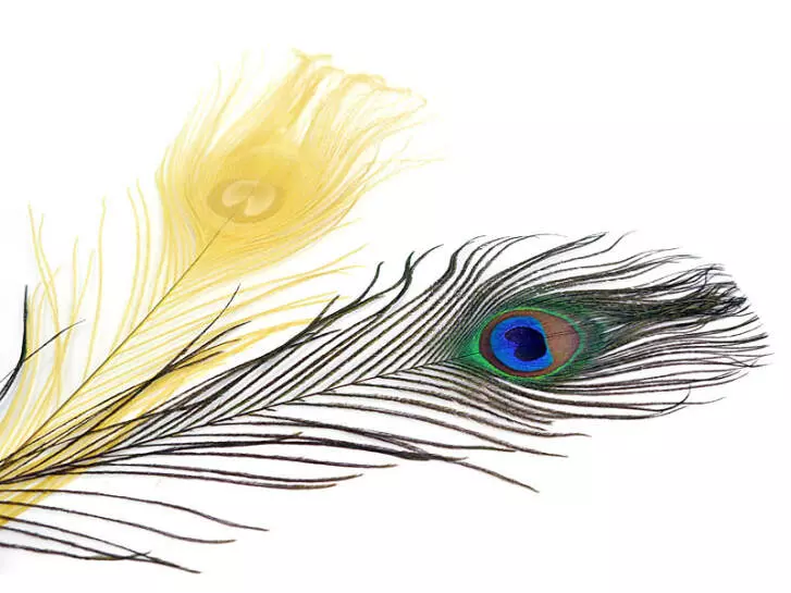OEIL DE PAON (PEACOCK EYE) hotfly - 1 pcs. - ca. 30 cm