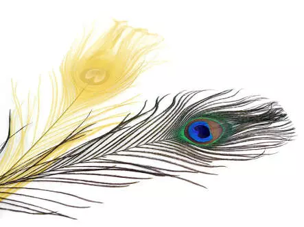 OEIL DE PAON (PEACOCK EYE) hotfly - 1 pcs. - ca. 30 cm