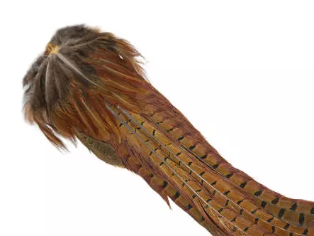 QUEUE DE FAISAN MÂLE COMPLÈTE hotfly