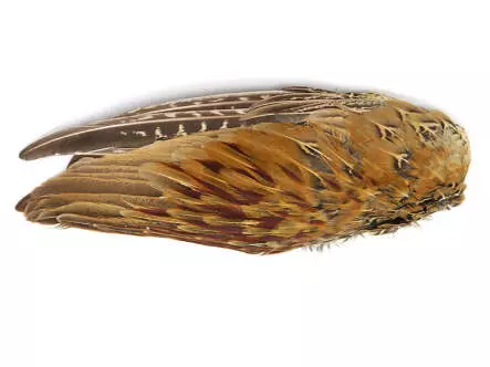 AILE DE FAISAN MÂLE hotfly