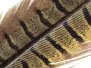 PLUME DE QUEUE DE FAISAN 1° CHOIX hotfly - 1 pcs. -...