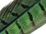PLUME DE QUEUE DE FAISAN 1° CHOIX hotfly - 1 pcs. -...