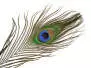 OEIL DE PAON (PEACOCK EYE) hotfly - 1 pcs. - ca. 30 cm -...