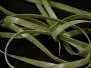 X-TRUE SILI NYMPH SKIN - 3 mm - 100 cm - olive