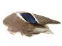 AILE DE CANARD COLVERT hotfly - gauche