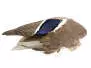 AILE DE CANARD COLVERT hotfly - droite